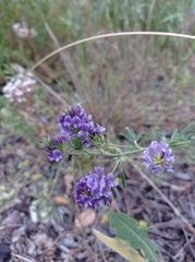 Medicago sativa