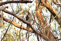 Accipiter cooperii