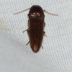 Melanotus communis