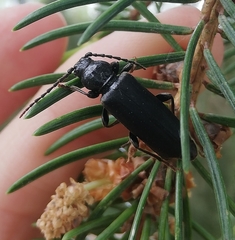 Tetropium castaneum