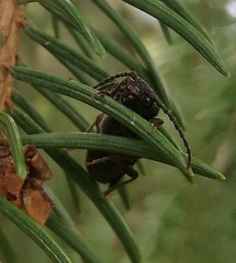 Tetropium castaneum