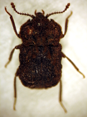 Exohadrus volutithorax