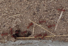 Pogonomyrmex occidentalis