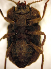 Exohadrus volutithorax