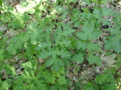 Heracleum sphondylium sphondylium