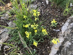 Erysimum crepidifolium