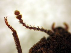 Exohadrus volutithorax