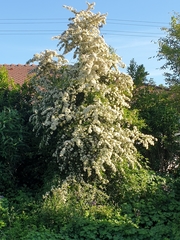 Hippophae