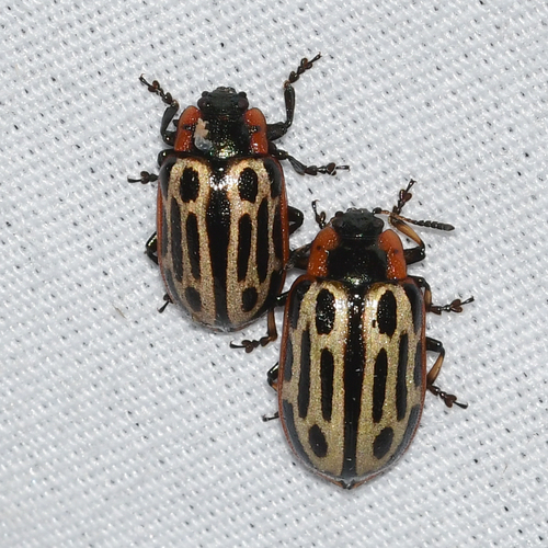 Cottonwood Leaf Beetle