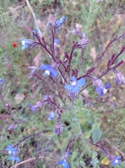 Anchusa azurea