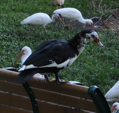 Cairina moschata domestica