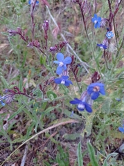 Anchusa azurea
