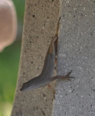 Anolis sagrei