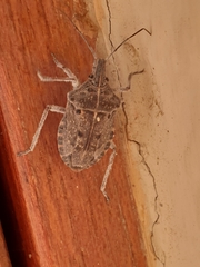 Peltasticus punctatus