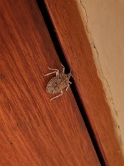 Peltasticus punctatus