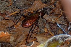 Carabus rutilans