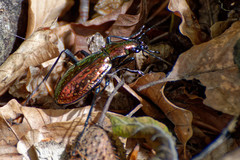 Carabus rutilans