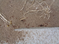 Pogonomyrmex occidentalis