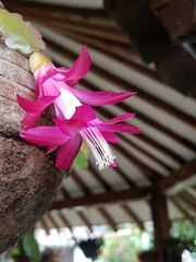 Schlumbergera buckleyi