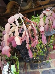 Schlumbergera buckleyi