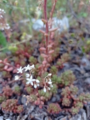 Sedum album