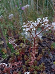 Sedum album