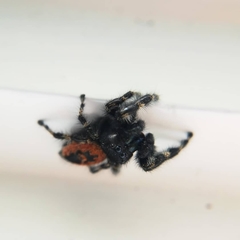 Phidippus borealis