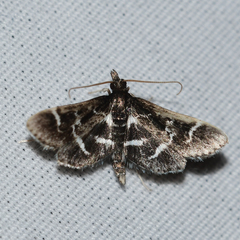 Diasemiodes janassialis