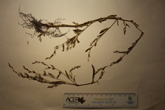 Polygonum ramosissimum