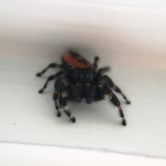 Phidippus borealis