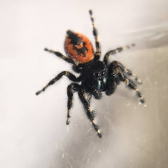 Phidippus borealis