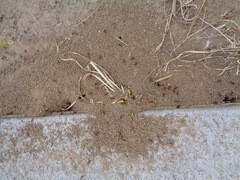 Pogonomyrmex occidentalis