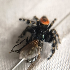 Phidippus borealis