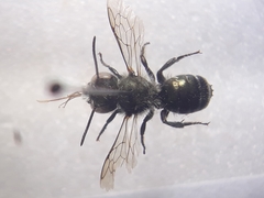 Osmia submicans
