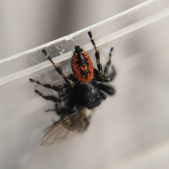 Phidippus borealis