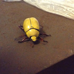 Macropoides crassipes