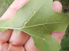 Macrodiplosis qoruca