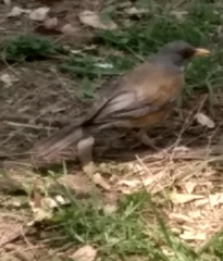 Turdus rufopalliatus