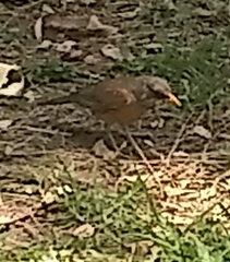 Turdus rufopalliatus