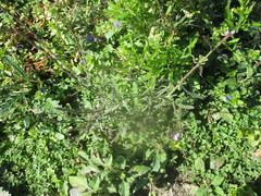 Verbena simplex