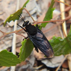 Mydas clavatus