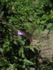 Verbena simplex