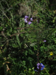Verbena simplex