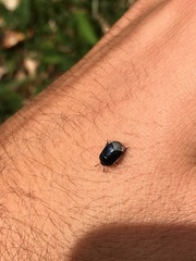 Canthophorus impressus