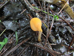 Mitrula lunulatospora