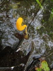 Mitrula lunulatospora