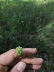 Sanguisorba verrucosa