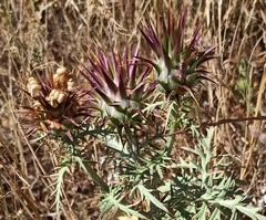Cynara algarbiensis