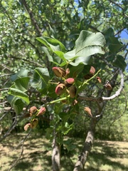 Pistacia vera