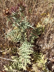 Cynara algarbiensis